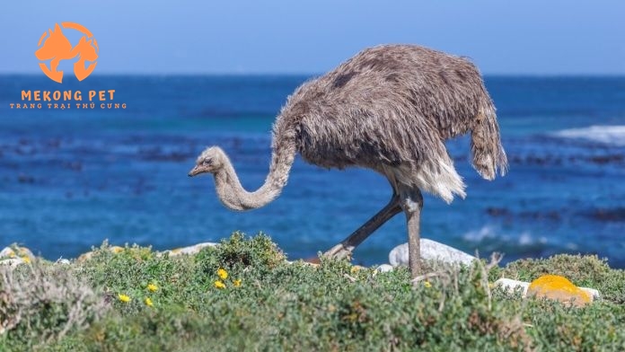 Sự thật cần biết về giống đà điểu Châu Phi hiện nay